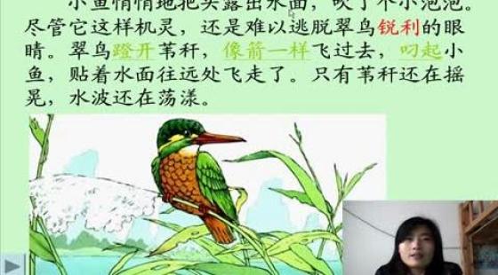 《 翠鸟的捕鱼过程》 人教版小学三年级语文下册